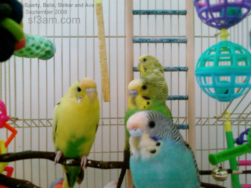 Sparty, Striker, Ava and Belle the parakeets